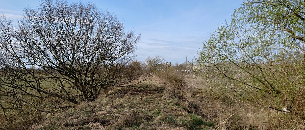 Rieselfeld