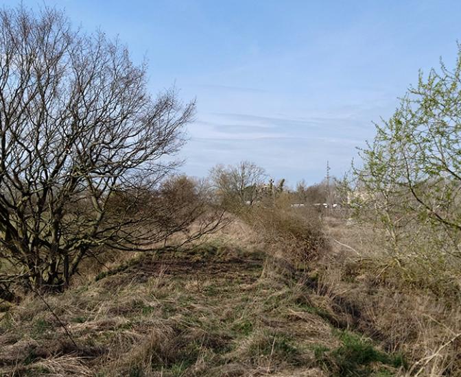 Rieselfeld